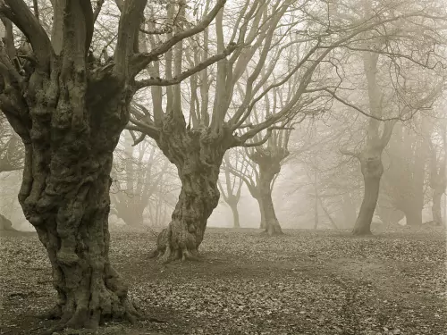 Haunted stories collection.